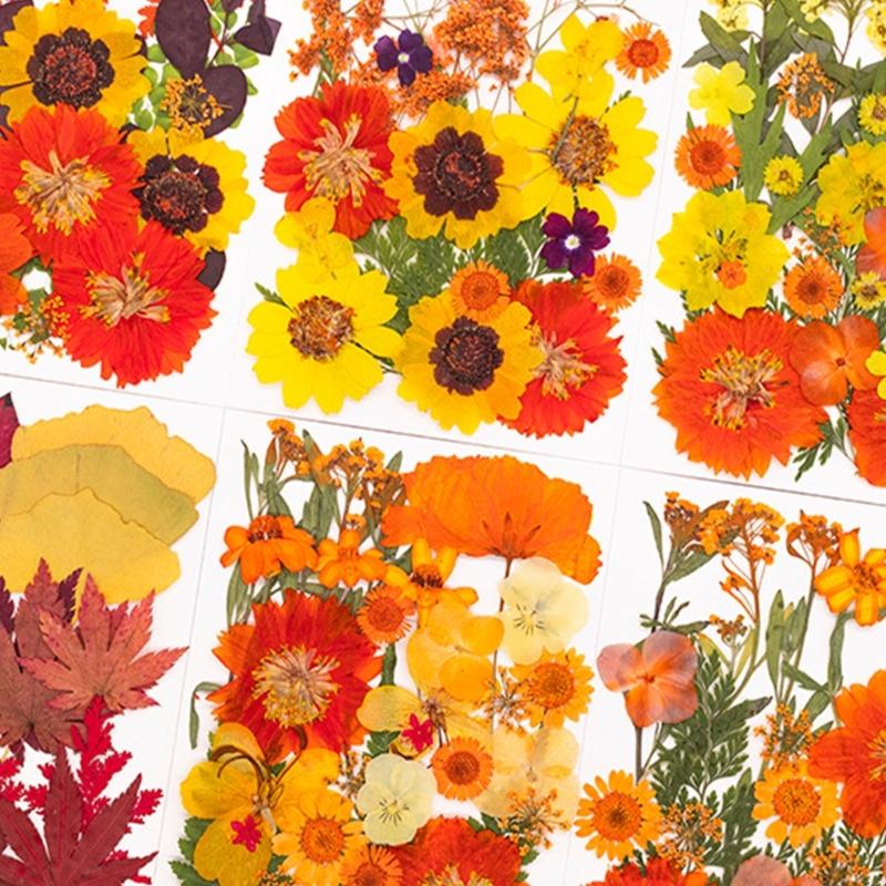 Natural Pressed Dried Flower F - Art Craft With Leaves recension och pris